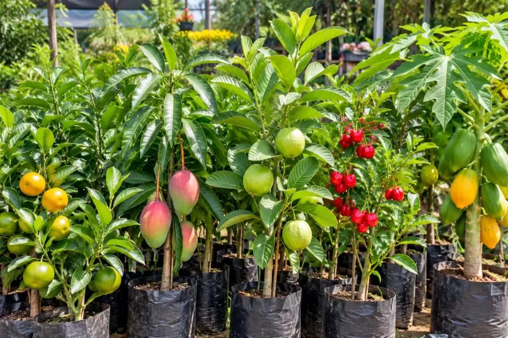 Gouveia realiza entrega de mudas frutíferas na terça-feira (13) e fortalece apoio aos produtores rurais