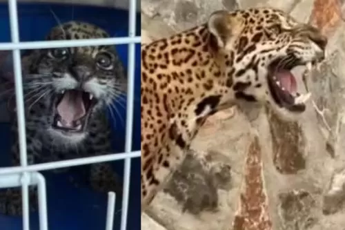 Onça-pintada Moara, resgatada ainda filhote em uma casa, chega ao Santuário Onça Pintada, em Curvelo