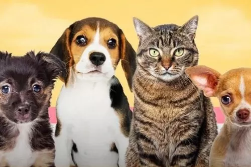Serro recebe Conferência Regional para fortalecer políticas públicas de proteção a cães e gatos no dia 23 de outubro