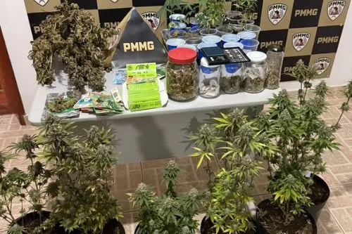 Plantação de maconha é descoberta pela PM em Serra Azul de Minas durante operação na zona rural