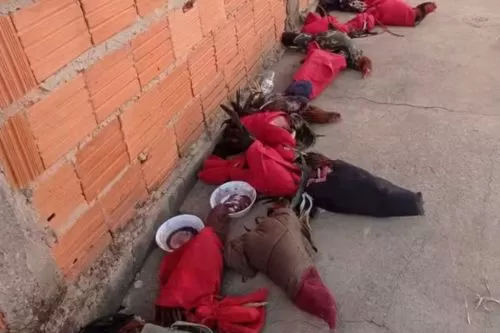 Galos foram resgatados — Foto: Polícia Militar/Divulgação