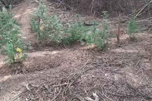 Parte dos pés encontrados no local — Foto: Polícia Militar