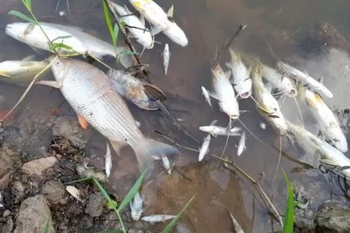 Foto: Reprodução internet/ peixes morrendo no Rio Paraopeba