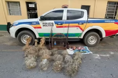 Homem é preso em Montes Claros por porte ilegal de armas e manter animais silvestres em cativeiro — Foto: Polícia Militar de Meio Ambiente