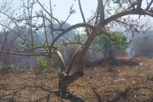 Foto: Corpo de Bombeiros/Divulgação