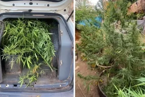 Homem é preso após polícia encontrar plantação de maconha escondida entre bananeiras no Norte de MG — Foto: Polícia Militar/Divulgação