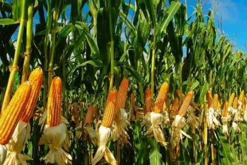 Imagem ilustrativa/ Reprodução internet