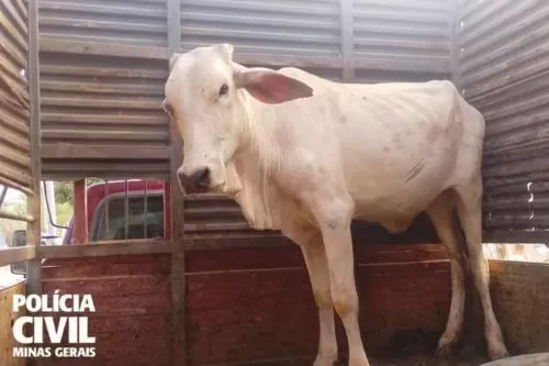 Novilho furtado foi recuperado — Foto: Polícia Civil/Divulgação